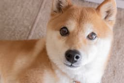 Dogecoin and Shiba Inu Face 50% Decline Risk