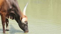 Stock Market Pauses After Two-Day Surge Amid AI Fears