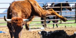 MicroCloud Hologram (HOLO) Unveils Quantum Algorithm Hardware Acceleration Technology with 1.7x Performance Boost