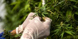 Cannabis Stocks Rise as Trump Considers Easing Regulations, Despite Previous Statements.