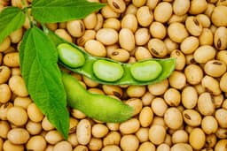 Will China's Purchase of a Million Tons of US Soybeans Boost Agricultural ETFs?