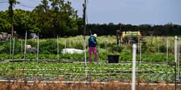 Trump paused and then resumed some immigrant raids. Affected sectors still express hope.