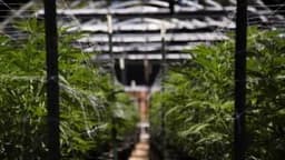 Philip Morris International Q4 2025 Earnings Call Insights